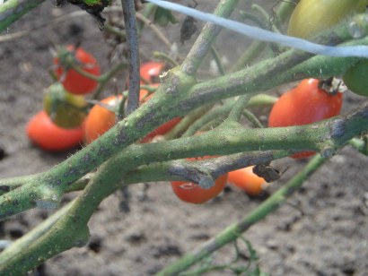 Фитофтора на помидорах — как бороться