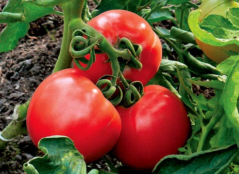 В какие сроки и какими удобрениями нужно подкармливают томаты?