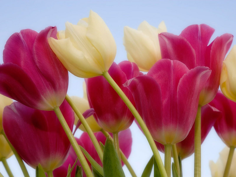 Пересадка тюльпанов в цвету