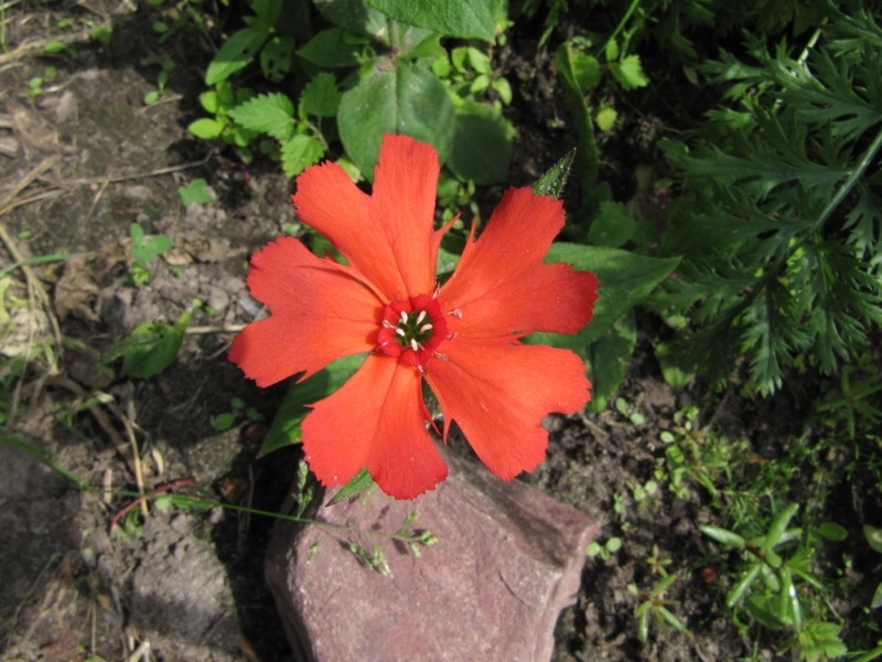 Лихнис Хааге — многолетнее кустовое растение