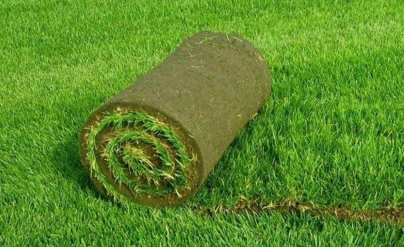 Стоит ли заказывать рулонный газон: что это, разновидности, особенности и преимущества