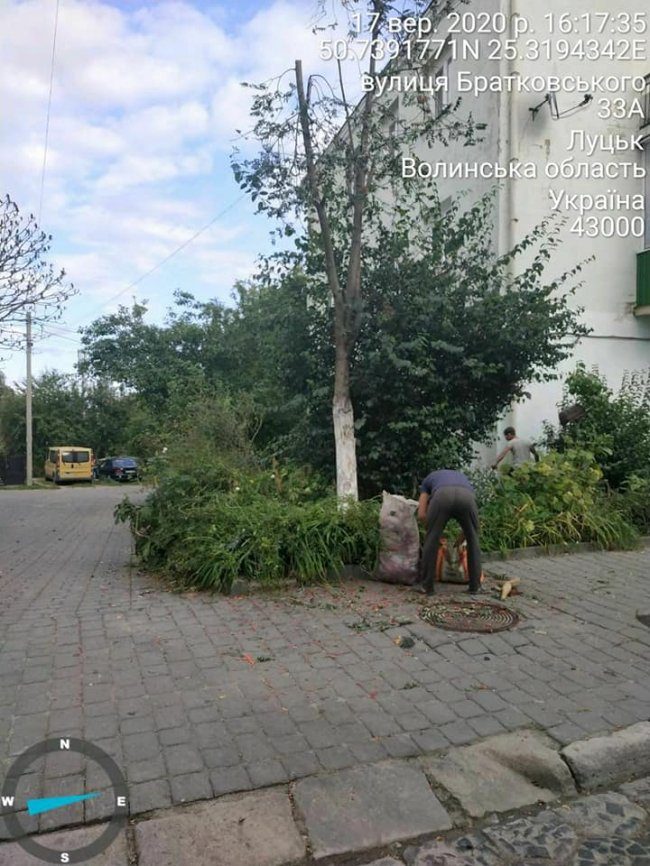 У Луцьку муніципали зловили ромів, які рвали горобину, ламаючи дерева. ФОТО