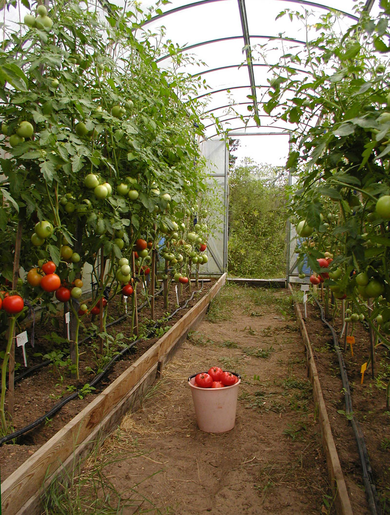 Томаты, перцы и огурцы в одной теплице. Огурцы и помидоры в одной теплице. Огурцы и помидоры в одной теплице. Огурцы и помидоры в теплице. Огурцы и помидоры в одной теплице из поликарбоната.